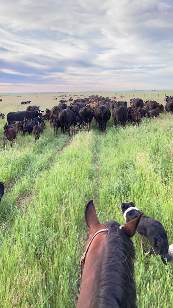 Two 7 Three Ranch Goods' herd of Wagyu-Angus beef cattle