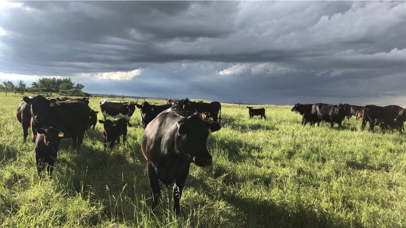 Two 7 Three Ranch Goods Wagyu-Angus herd