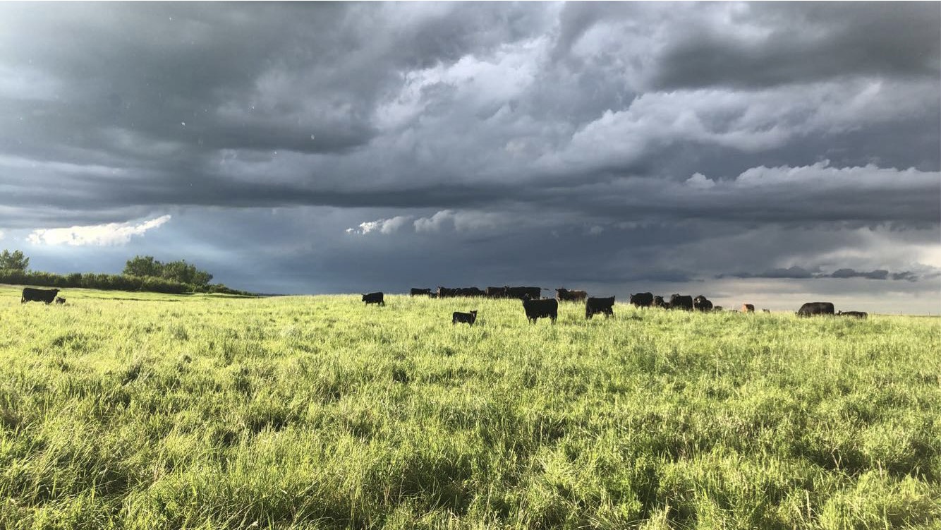 Two 7 Three Ranch Goods' herd of Wagyu-Angus beef cattle