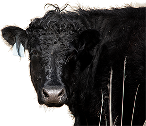 Wagyu-Angus cross beef