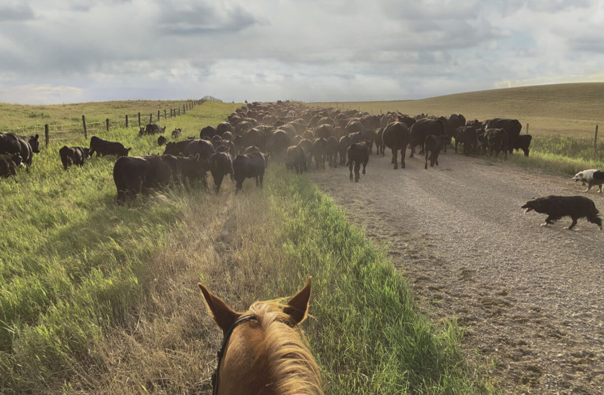 Two 7 Three Ranch Goods Wagyu-Angus herd