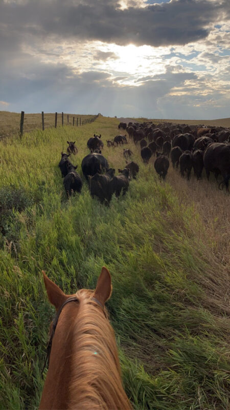 Two 7 Three Ranch Goods Wagyu-Angus herd